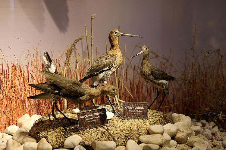 Cumhuriyet Üniversitesi Tabiat Tarihi Müzesi