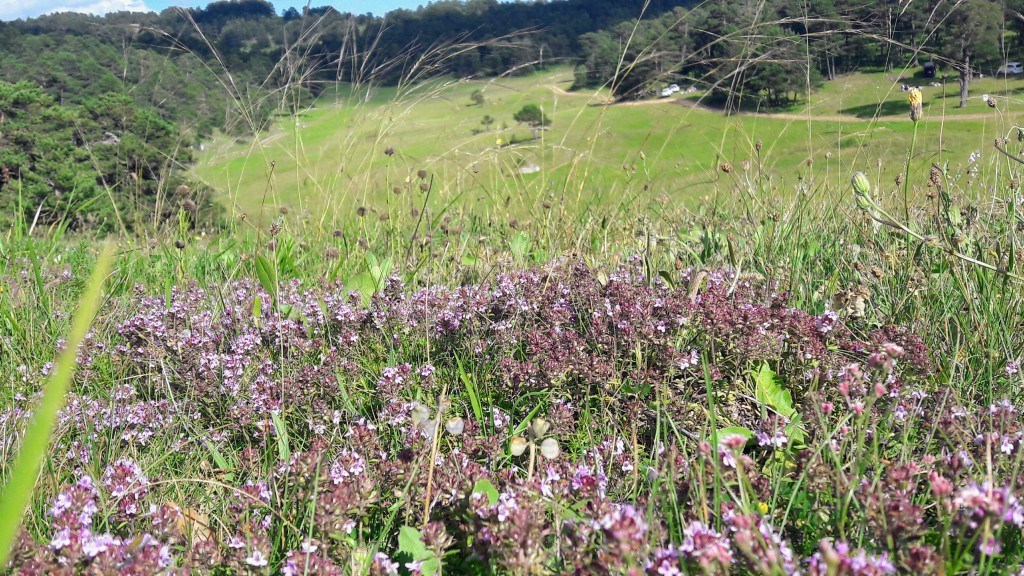 Eğriçimen Yaylası