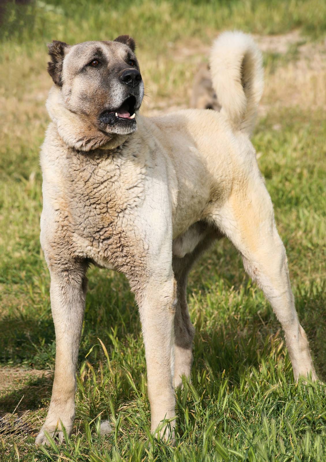 Kangal Köpeği Üretim Çiftliği