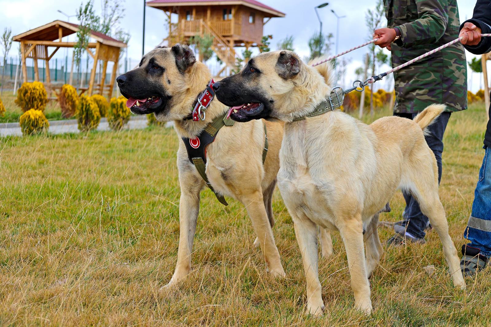 Kangal Köpeği Üretim Çiftliği