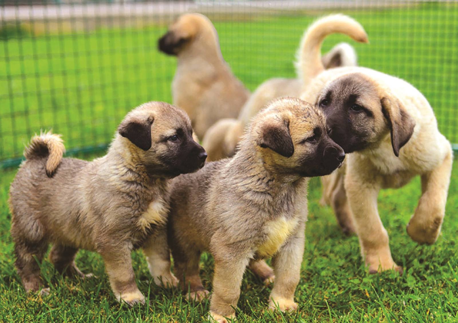 Kangal Köpeği Üretim Çiftliği