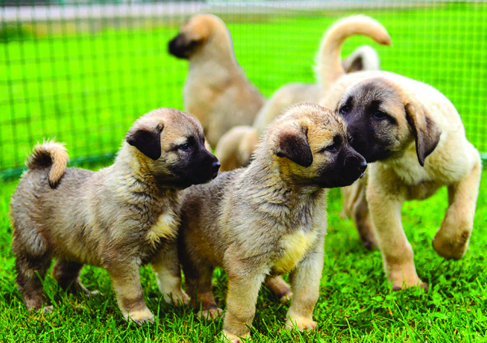 Kangal Köpeği Üretim Çiftliği